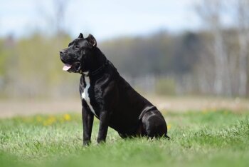 TAZ DE BVD