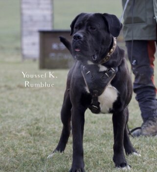 ARES LOS ASANTEMIR