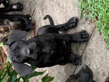 BLACKIE