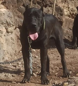 SATAN DE ANAGA KENNEL