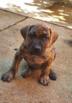 ENA BAD DOGZ CANARIO
