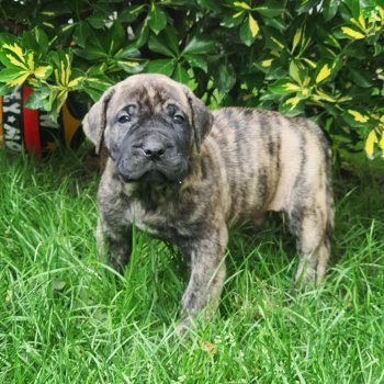 ENZO BAD DOGZ CANARIO