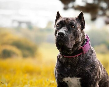 COLA BAD DOGZ CANARIO