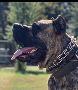 IRON PRESS KENNEL MAXIMUS