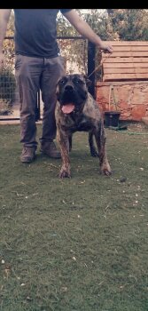 TRUCO DE SAMCOR