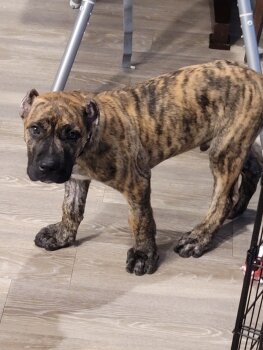 BUCK JR. OF SUPERIOR PRESA