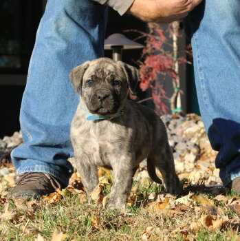 V'BLUE BAILEY DE CABEZA GRANDE