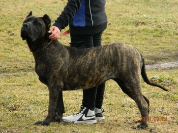 CONA BEST WORKING CANARIO