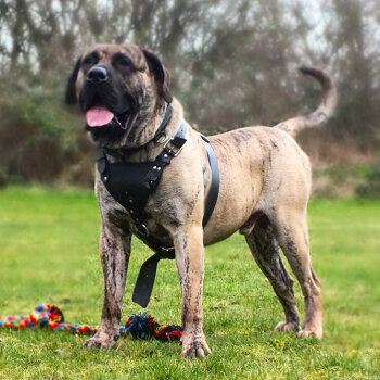 BOSS BULL CANARIO CHOPPER