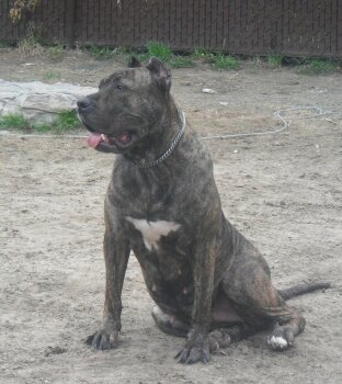TIA DE PRESA AWANGARDA