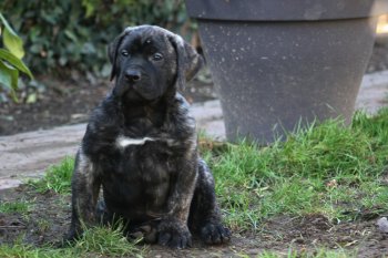 SIMBA DIABLO DEL FUEGO