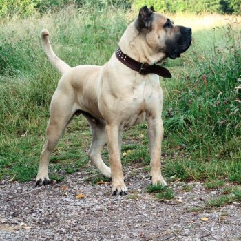BIG BOY OF IMPERATOR