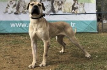 ZEUS GUARDIA TURCA DE SMYRNA