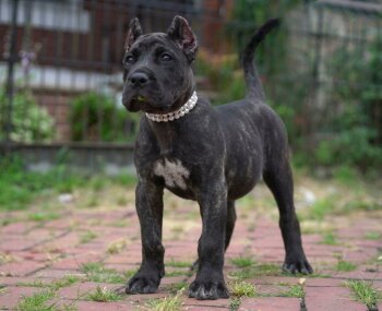 ARYA DE CABEZA GRANDE