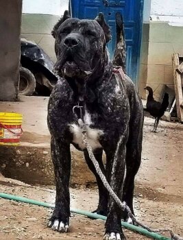 PANTHER DEL REY CHOCOBULL'S (MORGAN)