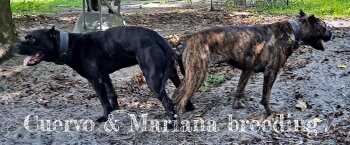 CUERVO &AMP; MARIANA BREEDING