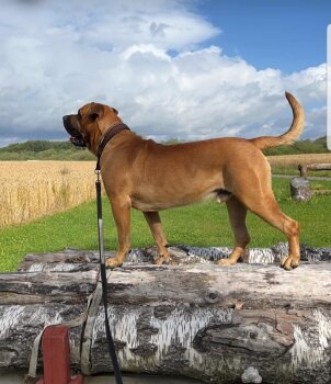 BRUNO RINGO ELITAS