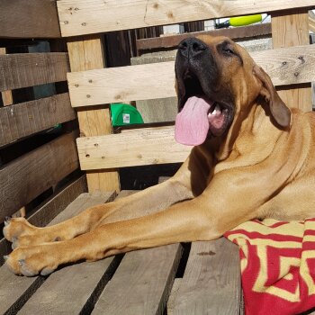 CHAPO RINGO ELITAS