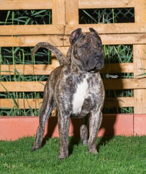 ENO DELHAB KENNEL