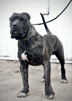 CONNOR CHAJLLA PERRO DE PRESA