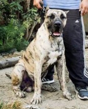 THOR DEL PIT BULL DEL ANDAMIO