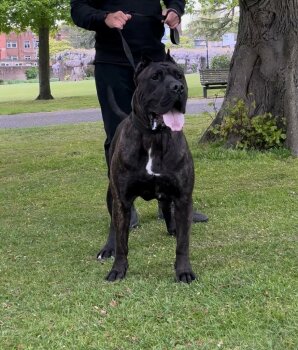 ARKAN BULLETHEAD KENNEL