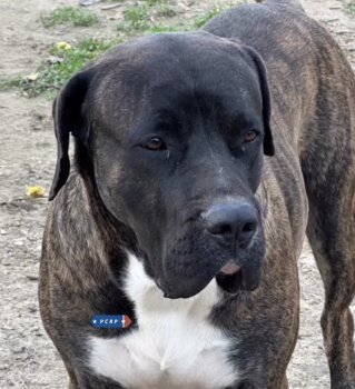 WEISER DE PCRP KENNEL