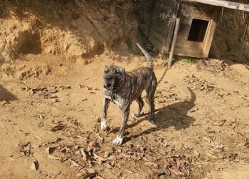 LINDA DE RUSTICO