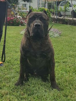 HUGO SICILIA KENNEL