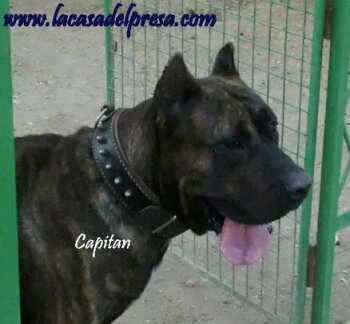 CAPITAN DE CASA DEL PRESA