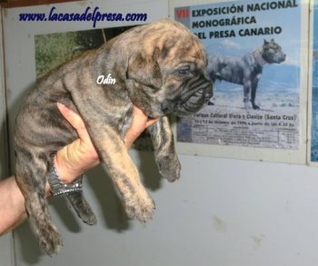 ODIN DE CASA DEL PRESA