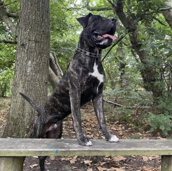(ROSCO) OSO DE COSTA SUR