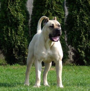 CUBANA CABALLERO CANARIO