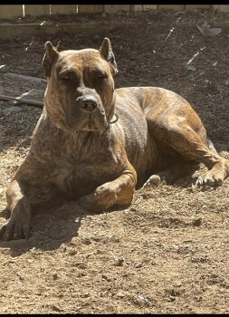 PRIDELANDERS NALA