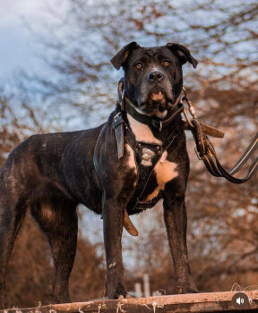 INDICA DE SEVERN KENNELS
