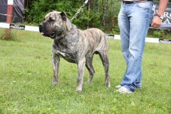 BORIS DOG PUR (2009)