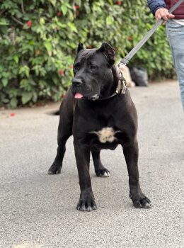 ROMA CHAJLLA PERRO DE PRESA