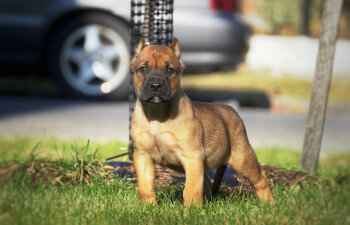 FRONTLINES CRIXUS