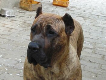 VESPER BALUARTE DE LOS PERROS