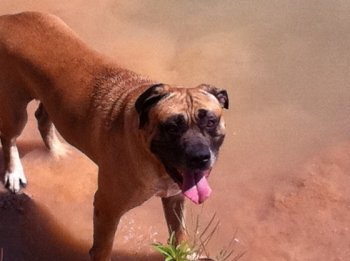R-VERMONT PERROS DE PRESA