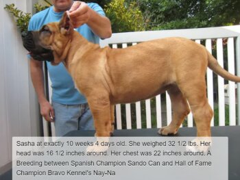 BRAVO KENNEL’S SASHA