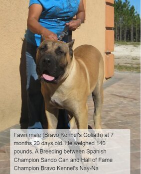 BRAVO KENNEL’S GOLIATH