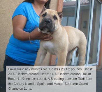 BRAVO KENNEL'S FAWN MALE