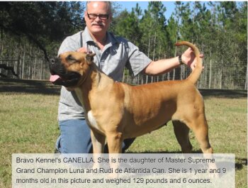 BRAVO KENNEL’S CANELLA