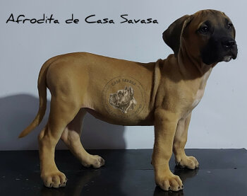 AFRODITA DE CASA SAVASA