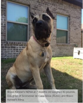 BRAVO KENNEL’S NE NE