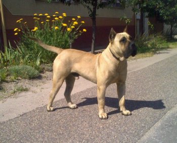 PERROS CANARIOS OROS CONGO