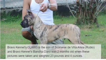 BRAVO KENNEL’S CLARO