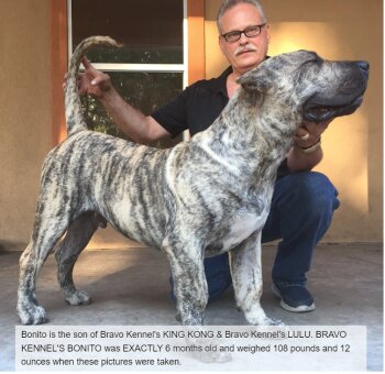 BRAVO KENNEL’S BONITO