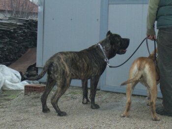 PERROS CANARIOS OROS ACHIELLUS (CILLI)